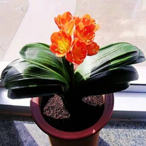 君子蘭 室內(nèi)室外的四季芳華